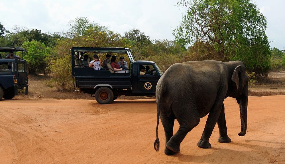 Yala National Park: safari naar luipaarden, olifanten en krokodillen