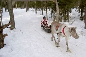 Lapland (Finland) in de winter: sneeuwpret, husky's en rendieren