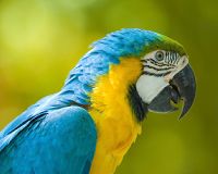 Parrot Jungle (Watson Island) 